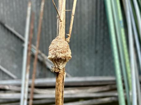 枝に産んであるオオカマキリの卵鞘 卵,カマキリ,オオカマキリの写真素材