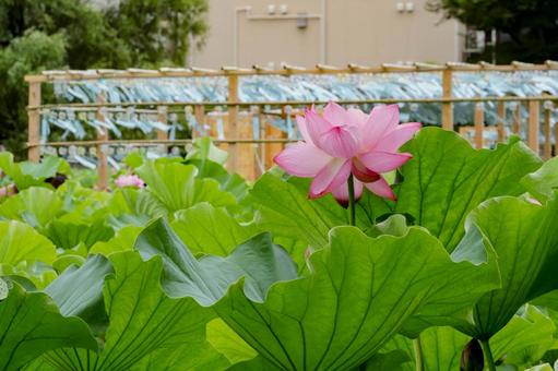 Lotus, JPG Lotus, JPG