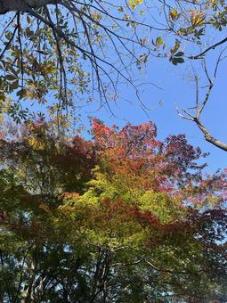 紅葉 飯能市,ムーミン,青空の写真素材