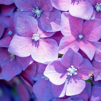Photo, hydrangea, flower, plant, 