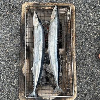 秋刀魚 秋刀魚の写真
