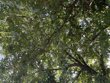 Sunlight filtering through the trees, sunbeams leaves, wood, the trees, JPG