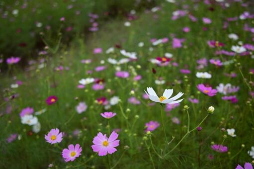 コスモス　いろいろ コスモス,所沢,いろいろの写真素材