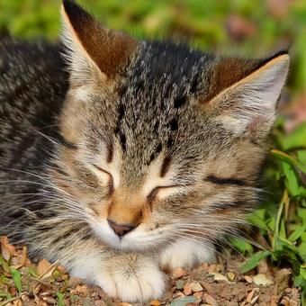 地面で眠る子猫 地面で眠る子猫の写真