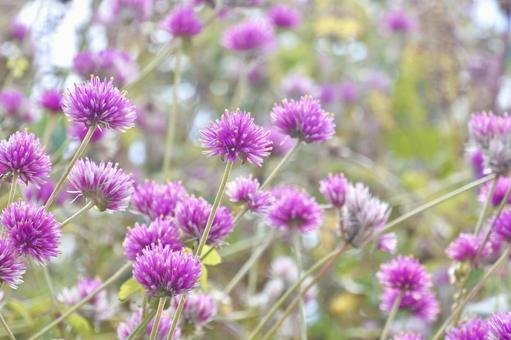 千日紅② 千日紅,センニチコウ,ピンクの写真素材