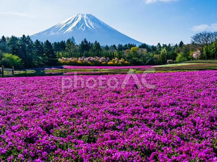 富士山と芝桜の共演 富士山,芝桜,春の写真素材