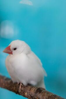 青い空間の白い文鳥_縦 文鳥,鳥,小鳥の写真素材