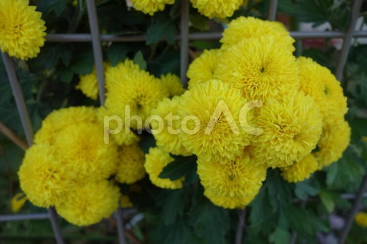 フェンスからはみ出た菊の花 菊,菊の花,花の写真素材