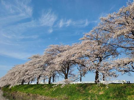 桜並木 桜並木 桜,自然,春の写真素材