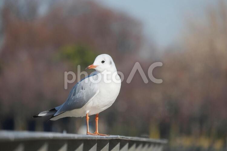 休憩するカモメ カモメ,休憩,公園の写真素材