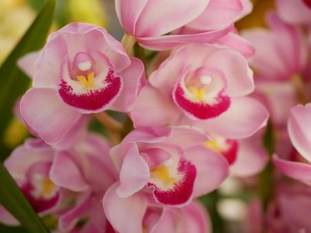 シンビジュームの花 シンビジュームの花の写真