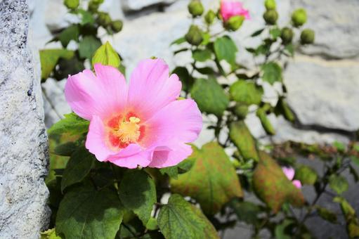 芙蓉 芙蓉,ふよう,花の写真素材