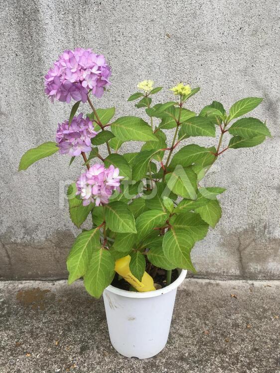 アジサイ　紫陽花　鉢植え　紫　花　植物　パープル アジサイ,紫陽花,鉢植えの写真素材