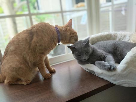 Two cats snuggling together, JPG
