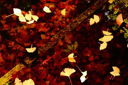 水面に浮かぶ紅葉と銀杏の写真