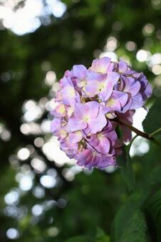 あじさい あじさいの写真