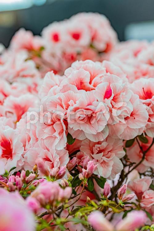札幌　百合が原公園の温室の花 北海道,札幌,札幌市の写真素材