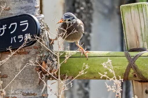 木に登るムクドリの写真