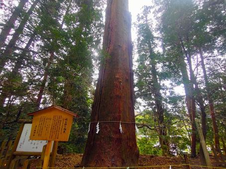 写真素材:宮崎県 高千穂神社の秩父杉 写真素材:宮崎県 高千穂神社の秩父杉 高千穂神社,秩父杉,宮崎県の写真素材