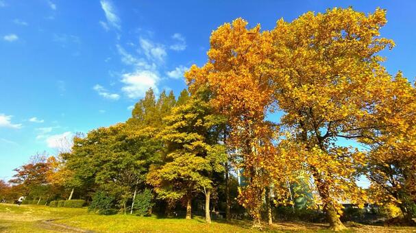 紅葉の北部公園（金沢） 紅葉,秋,公園の写真素材
