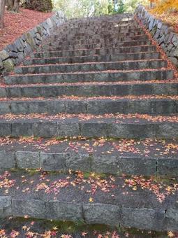 紅葉の季節 紅葉,もみじ,階段の写真素材