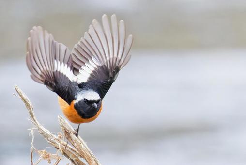 こちらに向かって飛び出すジョウビタキ雄 こちらに向かって飛び出すジョウビタキ雄 ジョウビタキ,尉鶲,オスの写真素材