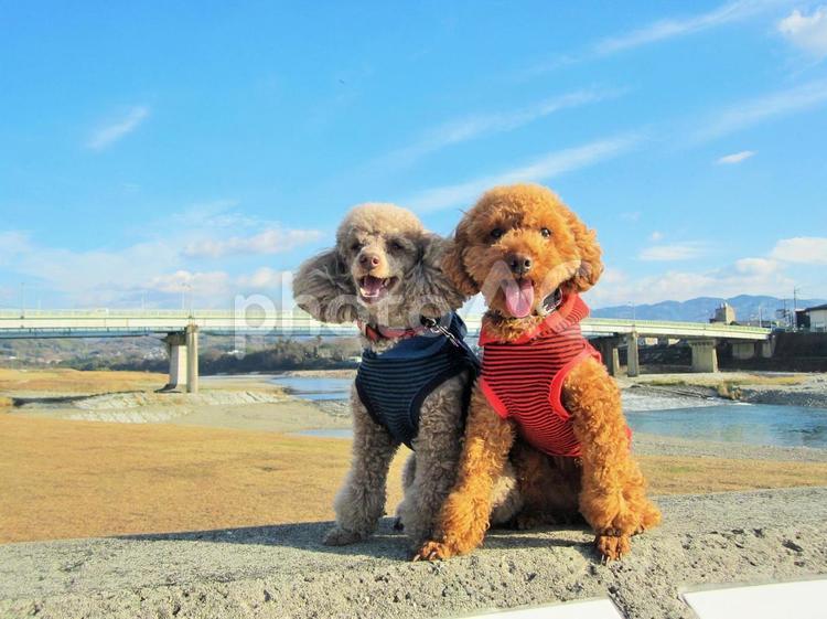 青空と犬の笑顔 トイプードル,犬,トイプーの写真素材