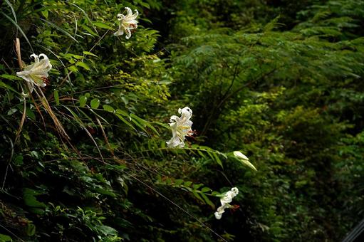崖に咲いている百合の花 崖に咲いている百合の花 百合,ユリ,花の写真素材