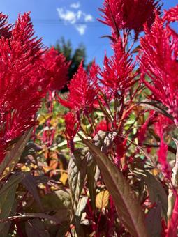 ケイトウ ケイトウの写真