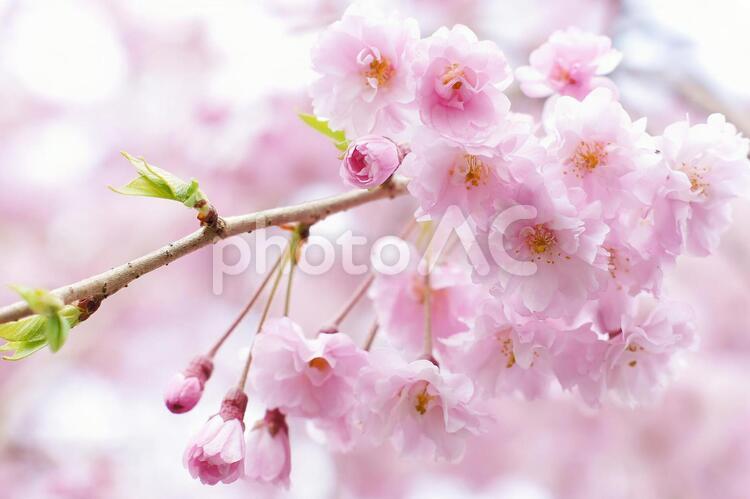枝垂桜-49 桜,ヤエベニシダレ,ピンクの写真素材