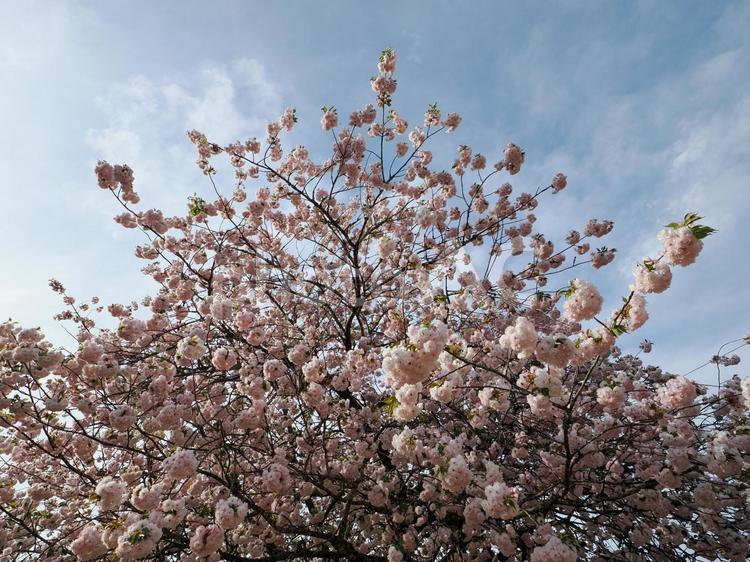 桜のある風景 桜,さくら,咲くの写真素材