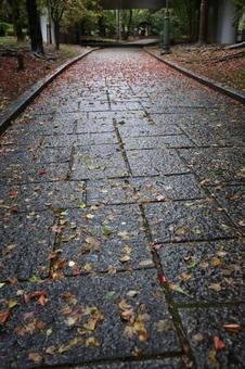 広がる紅葉の葉 秋,11月,雰囲気の写真素材