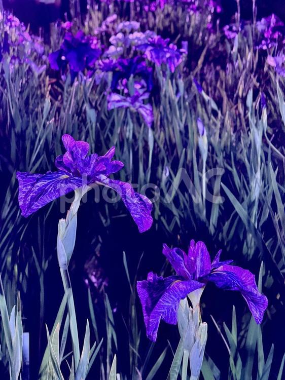 夜の堀切菖蒲園　ライトアップされる花菖蒲 堀切菖蒲園,5月,菖蒲の写真素材
