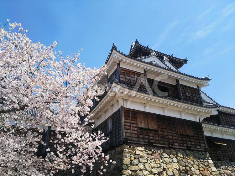 福知山城天守と桜 福知山城,天守,天守閣の写真素材