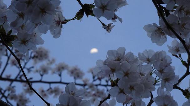 桜と月 桜と月の写真