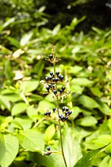ヤブミョウガ 5 ヤブミョウガ 5の写真