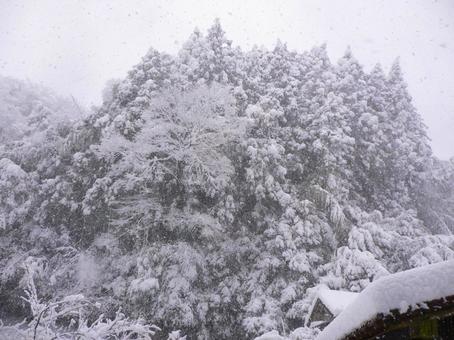 大雪で木に積もった雪8 冬,大雪,雪の写真素材