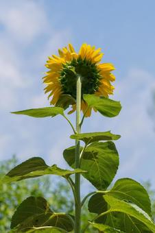 Photo, sunflower, july, august, 