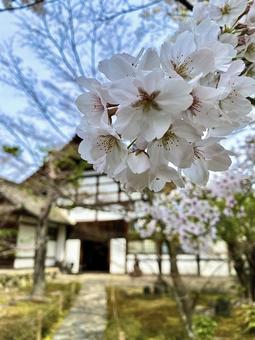 境内の桜 境内の桜の写真