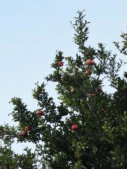 ザクロの実 ザクロの実,ザクロ,秋の写真素材