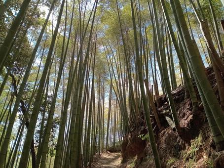 4月の竹林 4月の竹林 竹,竹林,竹藪の写真素材