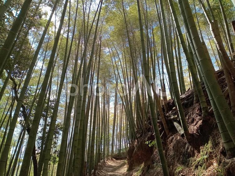 4月の竹林 竹,竹林,竹藪の写真素材