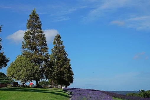 淡路島　あわじ花さじき56　サルビアの写真