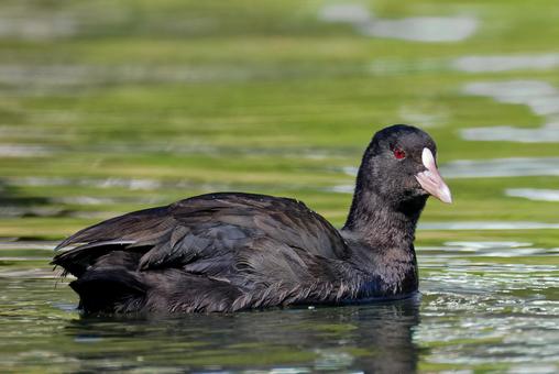 オオバンの若鳥 オオバン,大鷭,若鳥の写真素材