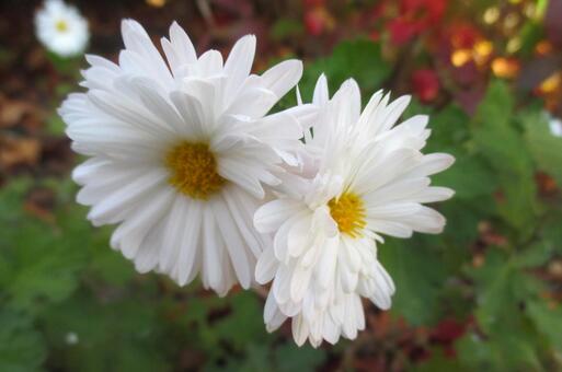 白い菊の花 菊,キク,花の写真素材