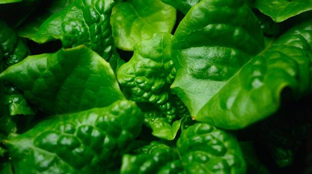 緑のレタスの葉 水耕栽培,葉,緑の写真素材