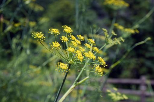 Fennel flower, JPG Fennel flower, JPG