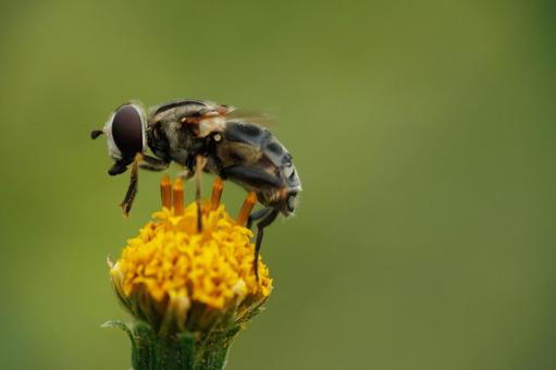 コセンダングサの蜜を吸う蠅 コセンダングサの蜜を吸う蠅の写真