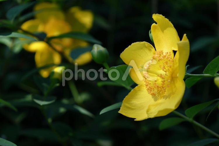 金色に輝く梅の花 キンシバイ,花,オトギリソウ科の植物の写真素材