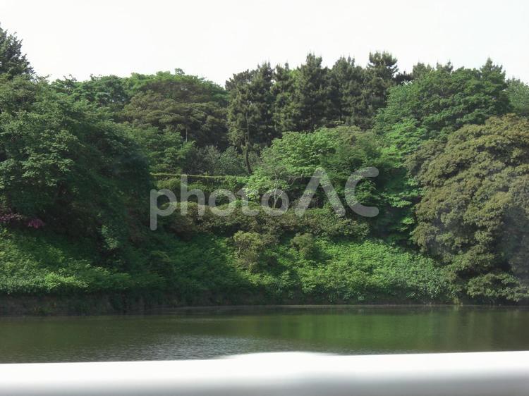 行きずりの千鳥ヶ淵 ドライブ,千鳥ヶ淵,水面の写真素材